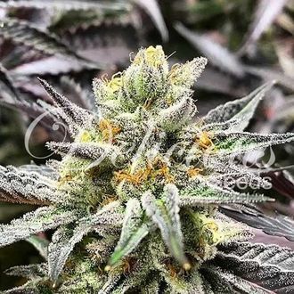Delicious Cookies (Delicious Seeds) Feminisoidut
