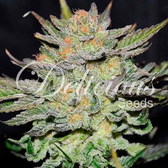 Blue Ace CBD Auto (Delicious Seeds) Feminisoidut