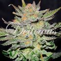Blue Ace CBD Auto (Delicious Seeds) Feminisoidut
