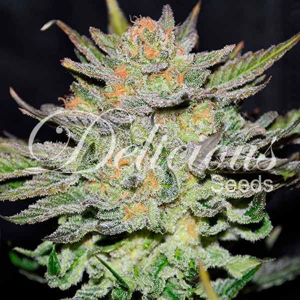 Blue Ace CBD Auto (Delicious Seeds) Feminisoidut