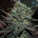 Eleven Roses Auto (Delicious Seeds) Feminisoidut