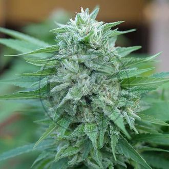 Moby Delicious (Delicious Seeds) Feminisoidut