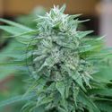 Moby Delicious (Delicious Seeds) Feminisoidut