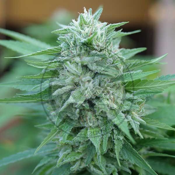 Moby Delicious (Delicious Seeds) Feminisoidut