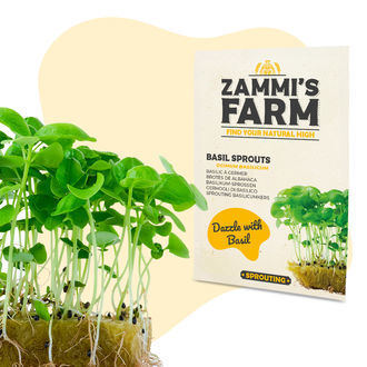 Basilikan idut (Ocimum basilicum) -siemenet
