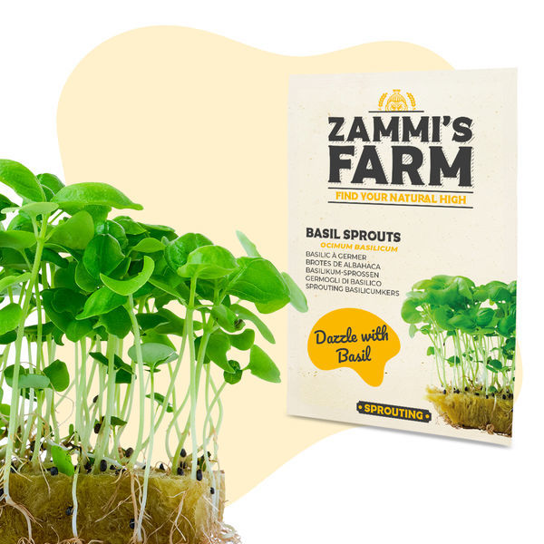 Basilikan idut (Ocimum basilicum) -siemenet