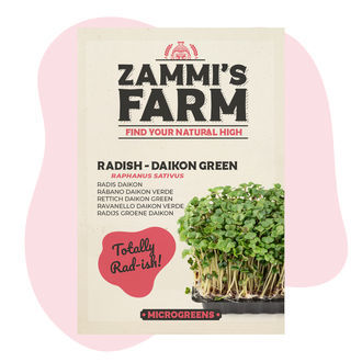 Mikroversot: retiisi – Daikon Green (Raphanus sativus) -siemenet