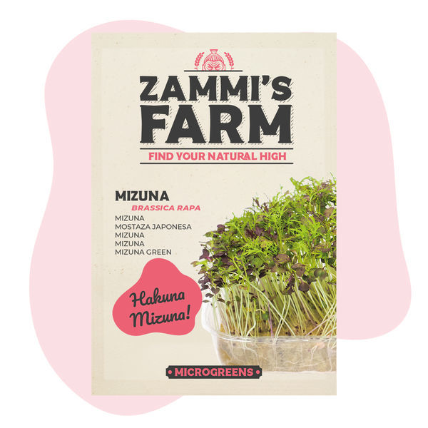Mizuna-mikroversojen siemenet (Brassica rapa)