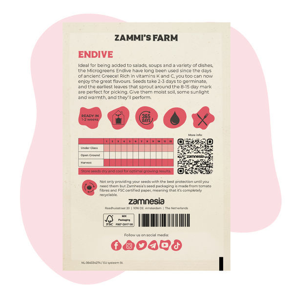 Mikroversoendiivi (Cichorium endivia) -siemenet