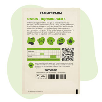 Sipuli - Rijnsburger 5 (Allium cepa) siemenet
