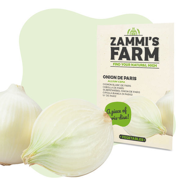 Pariisin sipuli (Allium cepa) -siemenet