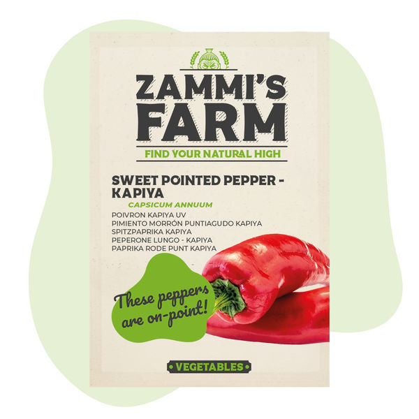 Makean suippopaprikan Kapiya (Capsicum annuum) siemenet