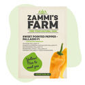 Makean suippopaprikan Palladio F1 (Capsicum annuum) siemenet