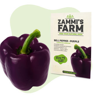 Purple Bell -paprikan siemenet (Capsicum annuum)