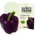 Purple Bell -paprikan (Capsicum annuum) siemenet