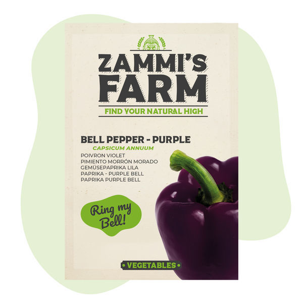 Purple Bell -paprikan (Capsicum annuum) siemenet