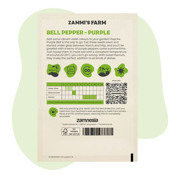 Purple Bell -paprikan (Capsicum annuum) siemenet
