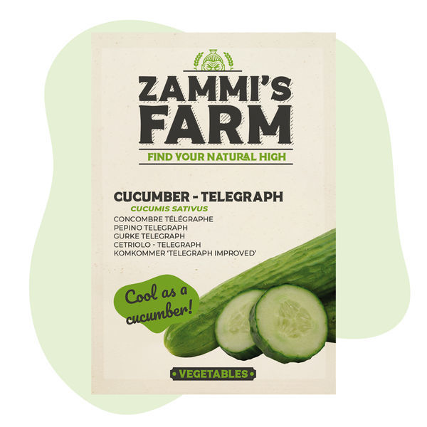 Telegraph-kurkun (Cucumis sativus) siemenet