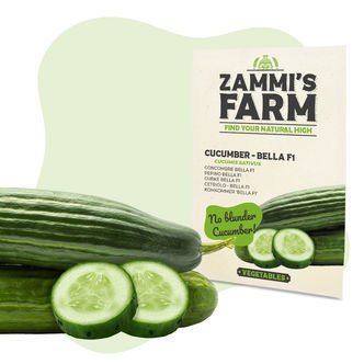 Kurkku Bella F1 (Cucumis sativus) -siemenet