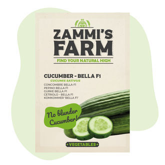 Kurkku Bella F1 (Cucumis sativus) siemenet
