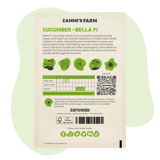Kurkku Bella F1 (Cucumis sativus) siemenet