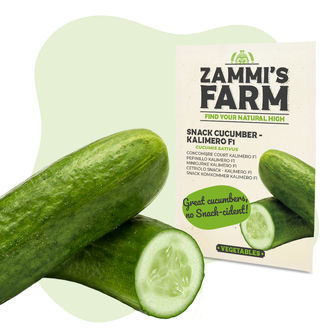 Kalimero F1 -v&auml;lipalakurkun (Cucumis sativus) siemenet