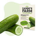 Kalimero F1 -välipalakurkku (Cucumis sativus) siemenet