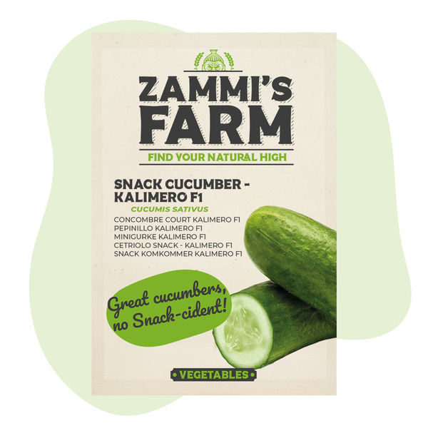 Kalimero F1 -välipalakurkku (Cucumis sativus) siemenet