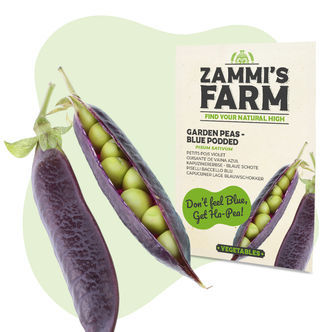 Sinipalopalherneen (Pisum sativum) siemenet
