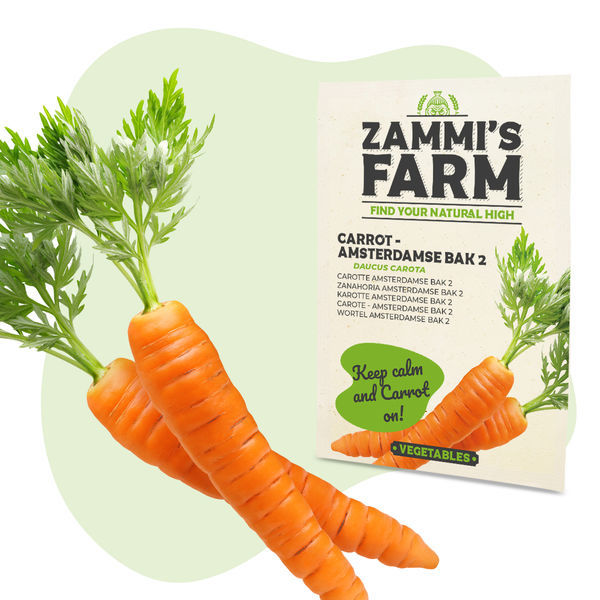 Porkkana Amsterdamse Bak 2 (Daucus carota) -siemenet