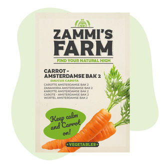Porkkana Amsterdamse Bak 2 (Daucus carota) -siemenet