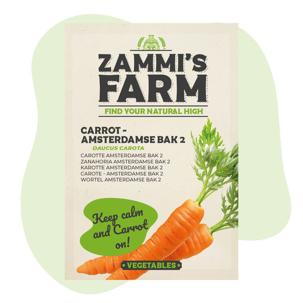 Porkkana Amsterdamse Bak 2 (Daucus carota) -siemenet