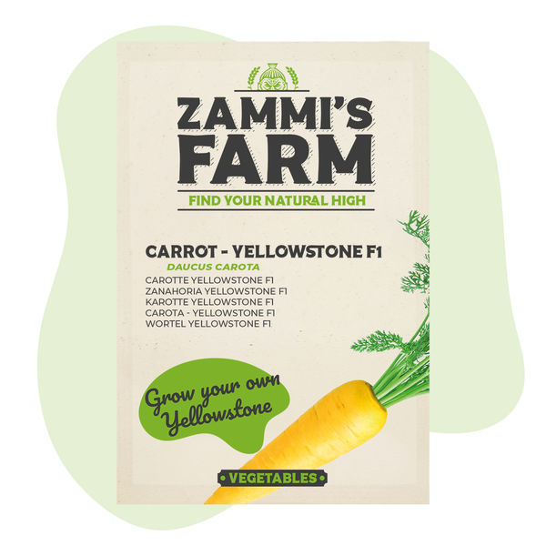Yellowstone F1 -porkkanan (Daucus carota) siemenet