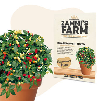 K&auml;&auml;pi&ouml;paprika 'Mix' (Capsicum annuum) -siemenet