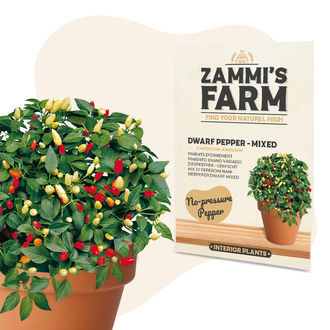 K&auml;&auml;pi&ouml;paprika 'Mixed' (Capsicum annuum) -siemenet