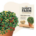 Kääpiöpaprika 'Mixed' (Capsicum annuum) -siemenet