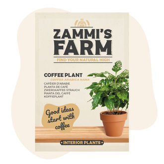 Kahvipensaan (Coffea arabica nana) siemenet