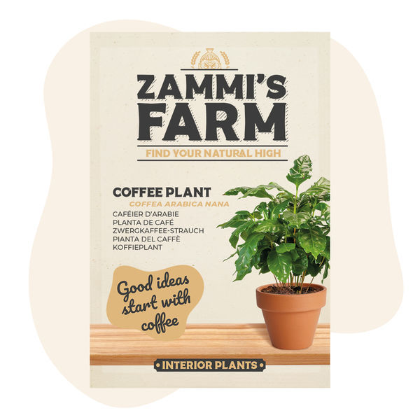 Kahvipensaan (Coffea arabica nana) siemenet