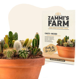Kaktussekoitus (Ferocactus wislizeni) -siemenet
