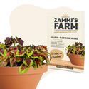 Kirjoitonokkonen – Rainbow Mixed (Coleus blumei) -siemenet