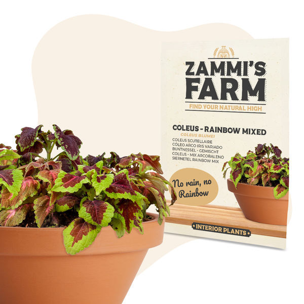 Kirjoitonokkonen – Rainbow Mixed (Coleus blumei) -siemenet