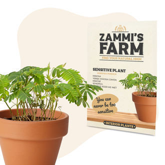 Herk&auml;n kasvin (Mimosa pudica) siemenet