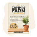Kalifornian aavikkoviuhkapalmu (Washingtonia filifera) siemenet