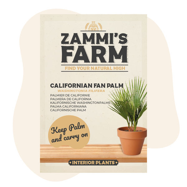 Kalifornian aavikkoviuhkapalmu (Washingtonia filifera) siemenet