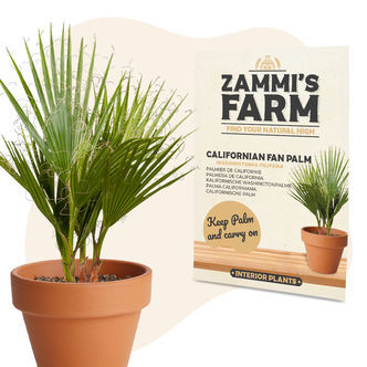 Kalifornian aavikkoviuhkapalmun (Washingtonia filifera) siemenet