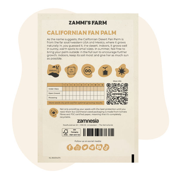 Kalifornian aavikkoviuhkapalmu (Washingtonia filifera) siemenet
