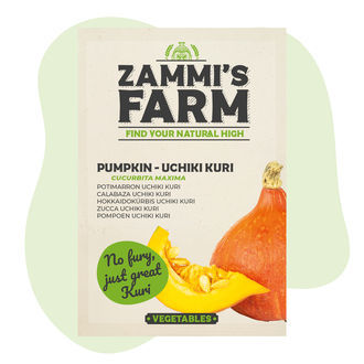 Uchiki Kuri -kurpitsa (Cucurbita maxima) -siemenet