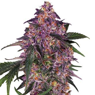 Sensi Purple Kush (Sensi Seeds) Feminisoidut