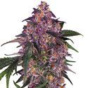 Sensi Purple Kush (Sensi Seeds) Feminisoidut