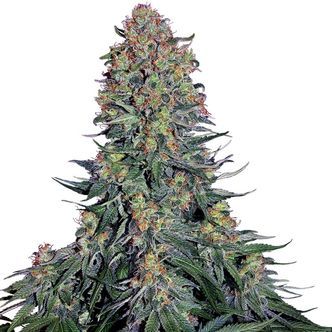 Blue Skunk (Sensi Seeds) feminisoidut